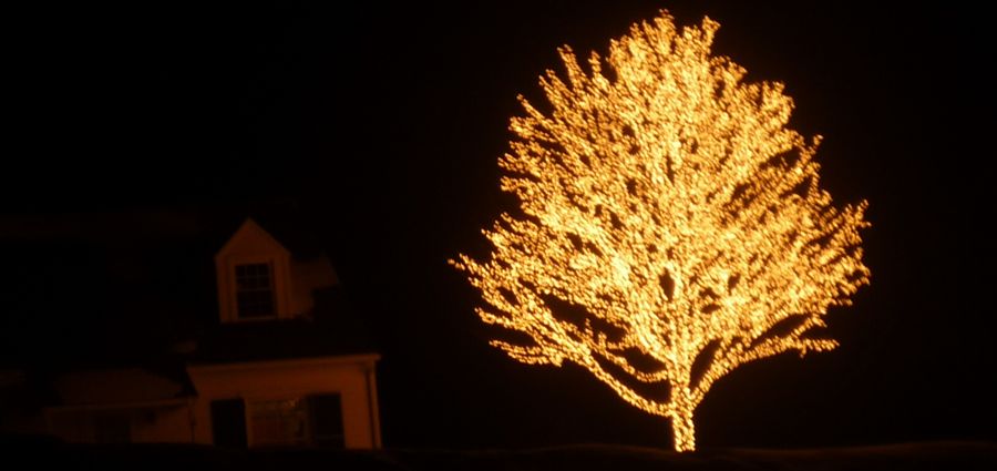 Lighted Tree, south of Cooperstown NY